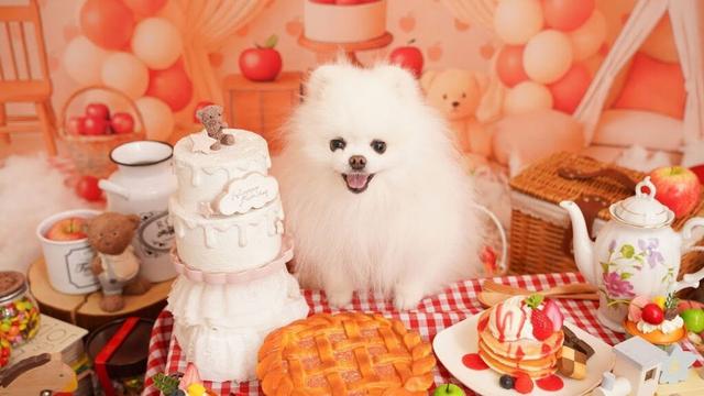 愛犬と記念写真を撮りに行きました
