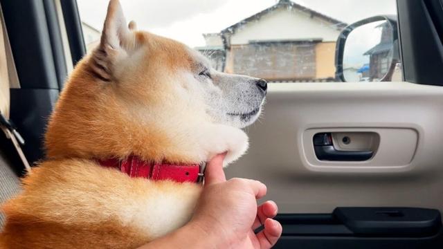 たぷたぷを抜き打ちチェックされる柴犬