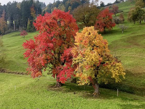 Zwei Herbstbäume stehen auf einem grünen Hügel, einer mit leuchtend roten Blättern und der andere mit einer Mischung aus orangefarbenem und gelbem Laub. Der Hintergrund zeigt eine üppige Landschaft mit zusätzlichen Bäumen und einer grasbewachsenen Weite.