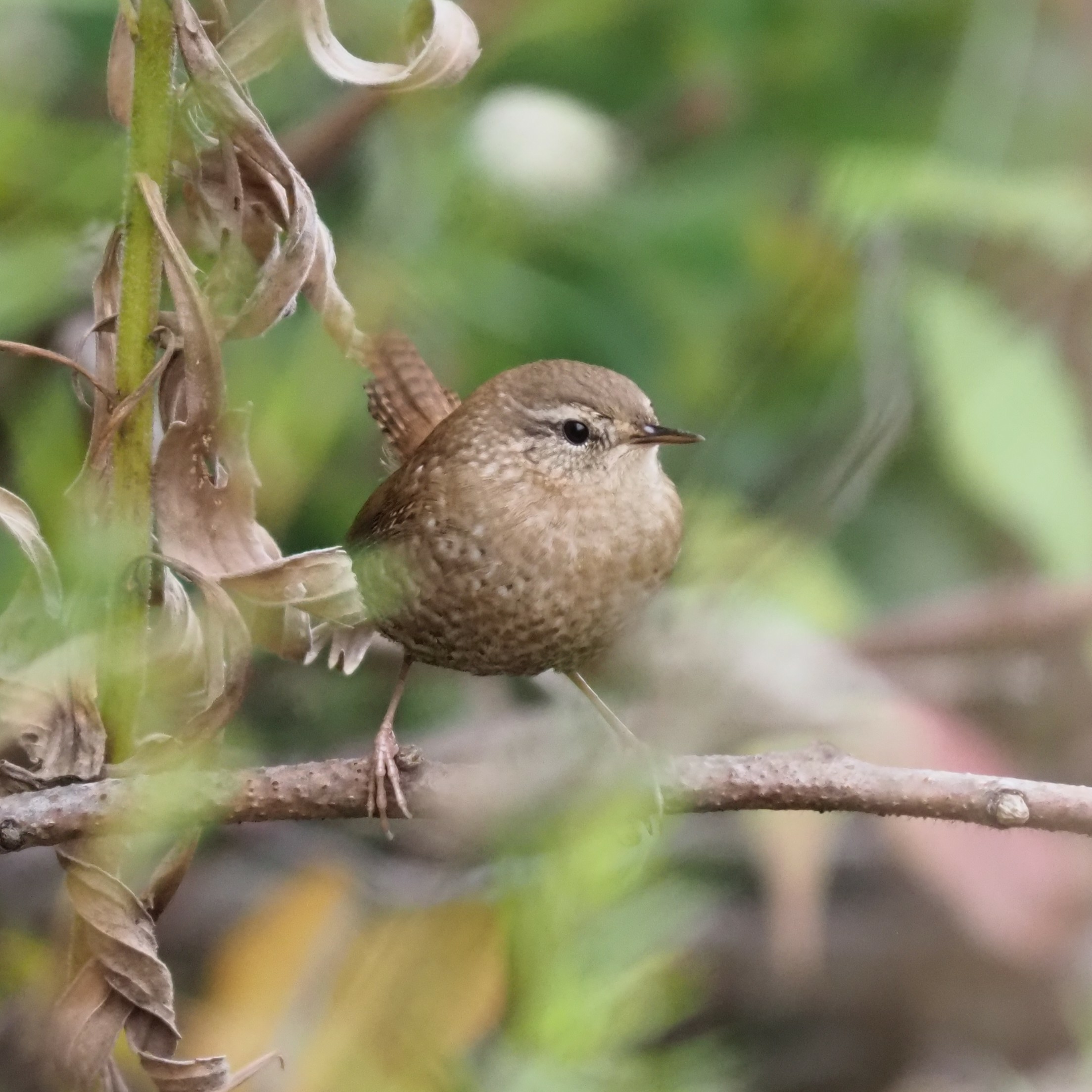 A very small, very spherical brown bird perched jauntily on a small horizontal branch, body facing the camera and head turned to the side, perky tail held straight up. There's slight barring and speckling to their plumage, much stronger on their tail than on their breast, in an almost pixelated pattern. They're slightly obscured by blurred greenery in the foreground.