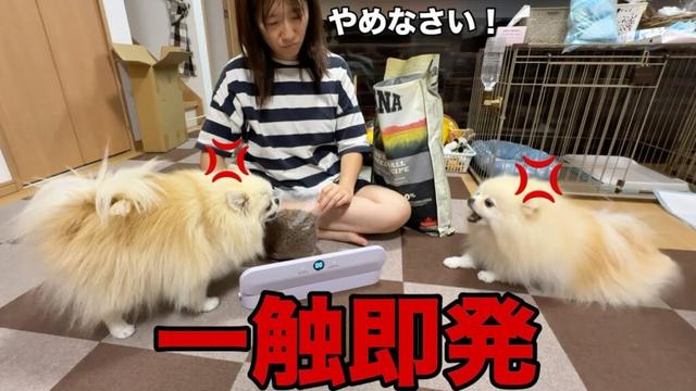 超ご機嫌斜めのポメラニアンにイライラするポメラニアンが一触即発！