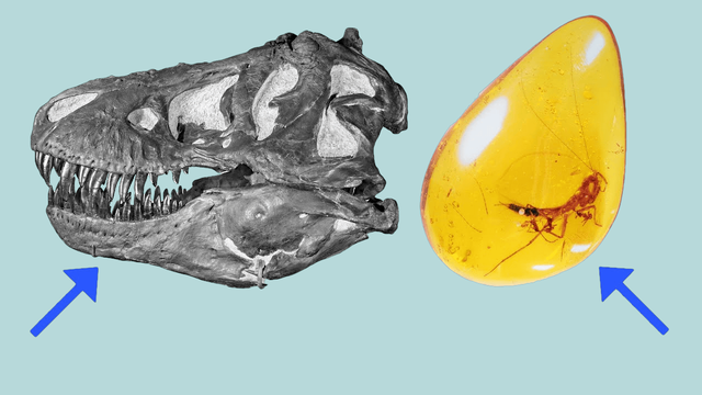 T. rex skull fossil and amber piece containing a preserved insect, illustrating two types of fossil preservation methods.