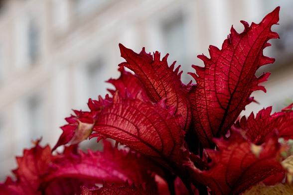 Español:
Primer plano de hojas rojas con bordes dentados y vetas oscuras, destacando sobre un fondo desenfocado de tonos claros.

English:
Close-up of red leaves with serrated edges and dark veins, standing out against a softly blurred light background.