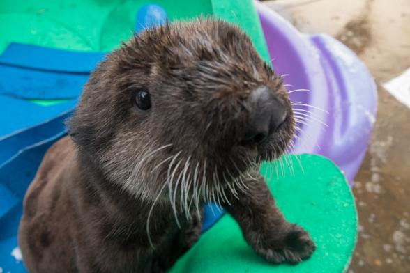 Description Provided by @OregonZoo: 
Sea otter pup looking at the camera