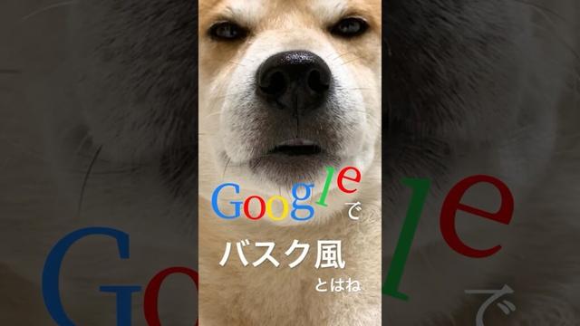 君は「バスク」を知ってたかい？ #柴犬 #犬 #バスクチーズケーキ