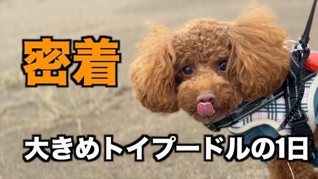 【密着】大きめトイプードルのある日の1日に密着（VLOG風）