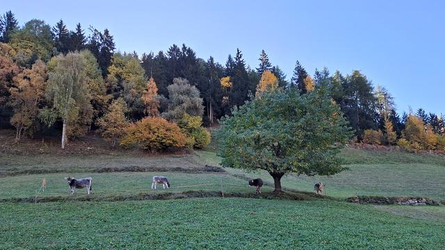 Four gray cattle calves stand in a pasture in autumn, enclosed by a fence with two taut wires. Two small calves graze in the pasture, while the two larger calves look toward the photographer. On the right side of the image there is a big solitaire cherry tree. Mixed forest consisting of birch, rowan, aspen and hazelnut trees in their autumn colors under a blue sky in the background.