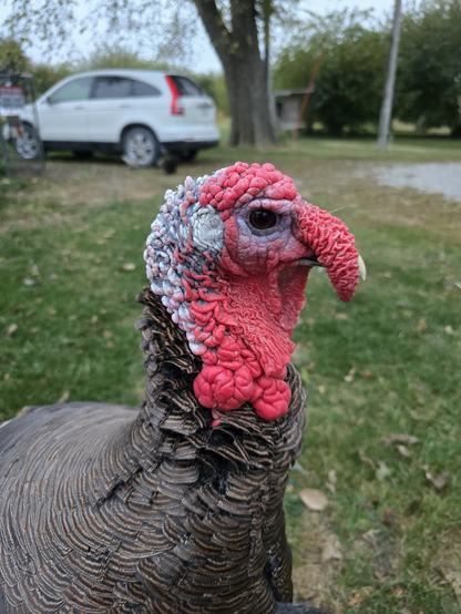 Closeup of a heritage turkey tom, his face in profile, his snood only slightly extended, flopping over his beak.