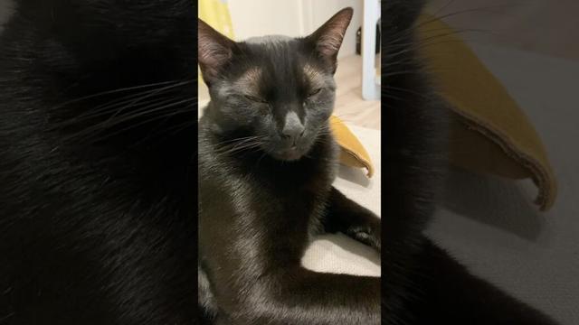 添える黒猫ボンベイ　#子猫 #ねこ動画 #ねこ #ねこのいる生活 #ねこのいる暮らし #かわいい #癒やし #肉球 #寝顔
