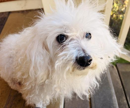 White fluffy small doggo, looking at the camera.