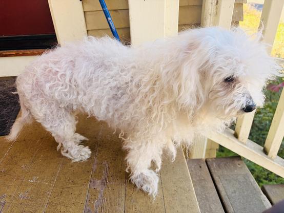 Side view of fluffy white pup, he's got curly hair and looks maybe on the older side.