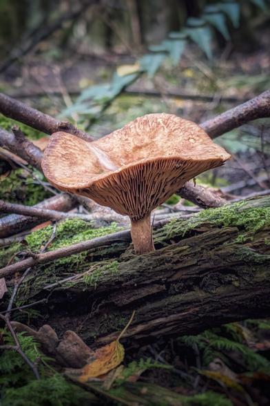 A close-up, low-angle photograph of a large, brown-capped mushroom growing out of a moss-covered, decaying log in a forest. The mushroom has a wide, wavy cap with deep, visible gills underneath and a short, sturdy stem. The surrounding area is dimly lit and blurred, with dark branches and green foliage in the background, emphasizing the texture and form of the fungus.