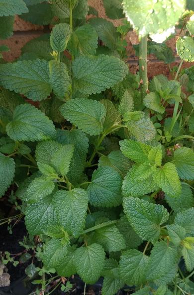 A rampant mint-like bush