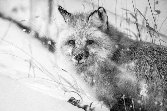 A red fox staring towards the camera. In front of him, a dead mouse it had just hunted and killed. It's standing between a snow bank and the side of a house during a snowstorm. Its left ear is partially torn.