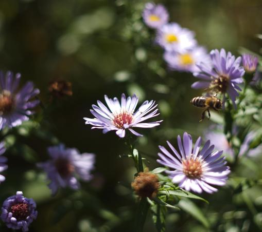 A bee leafing a flower in coulor