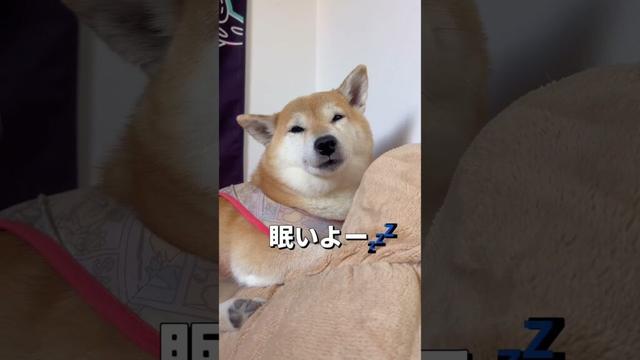 眠気に勝てない🐶💤#柴犬 #チワワ #shorts