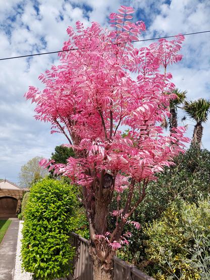 Small tree with masses of pink, slender leaves. It is growing on the side of a driveway