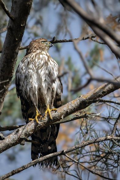 Ce jeune épervier de Cooper, profite du rayonnement solaire pour accélérer le séchage de ses rémiges après une baignade dans la rivière.