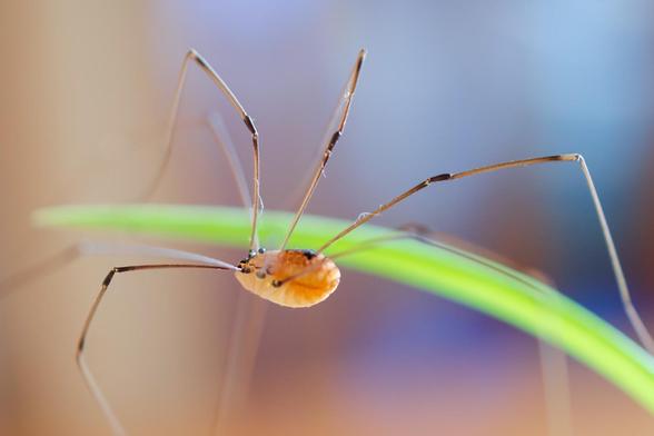 A harvestman: it has 8 legs, but it's not a spider. It's one of the Opiliones, and doesn't make a web, or even produce silk. And it has no fangs or venom; it's a scavenger, not a predator.
The body is all one piece, cephalothorax and abdomen united in a boxy body without a waist. This one, in  sunlight, is brown on  top with a black patch, cream on the bottom half. It "flies" over an air plant, held up on its extremely long legs. The leg joints where they meet the body are black, so are the knees.