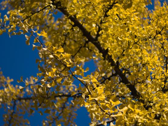 Yellow coulourd leefs