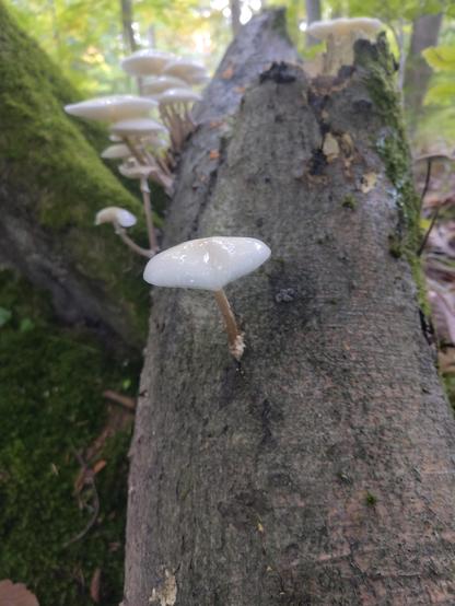 Ein schräg luegender Baumstamm, darauf mehrere weiße Pilze, der Hut glänzt.
