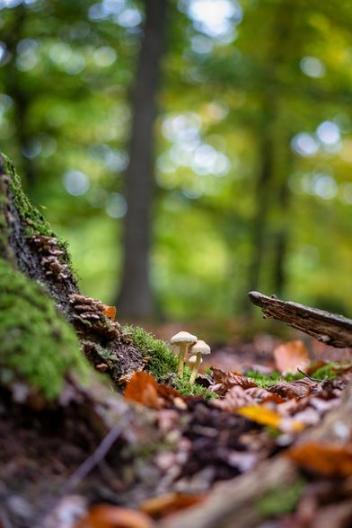 Eine Szene im Wald, aufgenommen aus einer sehr niedrigen Perspektive. Im Vordergrund, links, ist ein mit grünem Moos und einigen anderen Pilzarten bewachsener Baumstumpf oder Wurzelansatz zu sehen. Direkt daneben wachsen zwei oder drei kleine, hellhütige Pilze aus dem Waldboden, der mit herabgefallenem, braunem Herbstlaub bedeckt ist. Der Fokus liegt auf den Pilzen und der unmittelbaren Umgebung. Der Hintergrund ist unscharf (Bokeh-Effekt) und zeigt einen lichten Wald mit hohen Bäumen und grünem sowie gelblichem Laub. Die Stimmung ist ruhig und herbstlich.