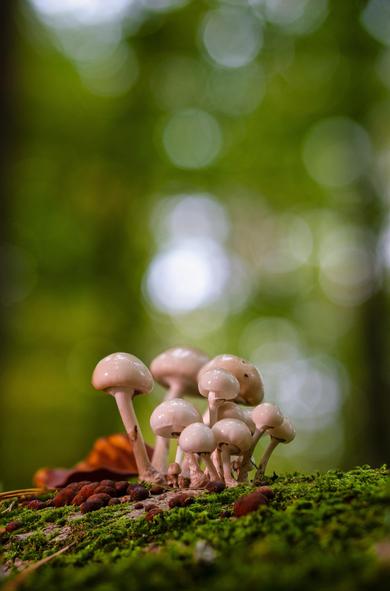 Dieses Nahaufnahme-Bild zeigt eine Gruppe kleiner Pilze mit hellen, glänzenden Hüten, die dicht beieinander auf einer moosbewachsenen Oberfläche wachsen. Das Moos ist leuchtend grün und bildet die Basis im Vordergrund. Zwischen den Pilzen und im Moos sind auch einige kleine, braunrote Kügelchen oder Samen zu sehen. Der Hintergrund ist durch eine geringe Schärfentiefe stark unscharf (Bokeh), dominiert von weichen, runden Lichtflecken und den verschwommenen, satten Grüntönen des Waldes oder der Vegetation, was die Pilzgruppe hervorhebt. Die Szene vermittelt eine ruhige, märchenhafte Waldatmosphäre.