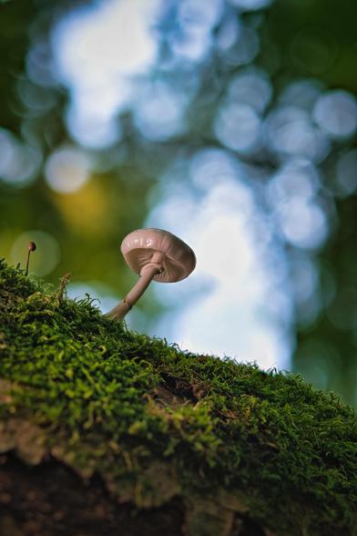 Die Szene zeigt eine extreme Nahaufnahme eines einzelnen Pilzes, der auf einer dicken Schicht aus leuchtend grünem Moos wächst, das einen Baumstamm oder Ast bedeckt. Der Pilz ist von unten und leicht seitlich aufgenommen, sodass sein heller, glänzender Hut und der schlanke Stiel gut sichtbar sind. Links neben dem Hauptpilz ist ein winziger, dünnerer Pilz zu erkennen. Der Hintergrund ist stark unscharf (Bokeh), dominiert von großen, hellblauen und weißen Lichtflecken, durchsetzt mit verschwommenen Grüntönen, was auf einen Blick in den Himmel durch die Baumkronen hindeutet. Die Komposition betont die geringe Größe des Pilzes und die lebendige Textur des Mooses.