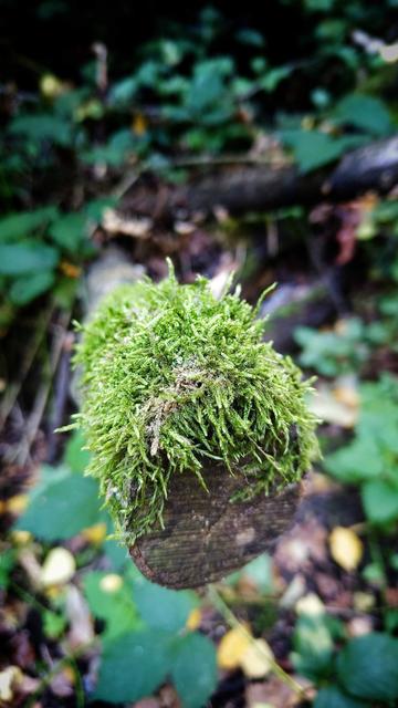 Gros plan sur une mousse en bout d'une branche coupée.
L'arrière-plan est feuillu vert et flou.
