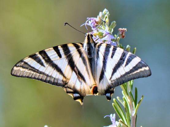 𝗣𝗶𝗰𝘁𝘂𝗿𝗲 𝗗𝗲𝘀𝗰𝗿𝗶𝗽𝘁𝗶𝗼𝗻 (𝗘𝗻𝗴): A Southern Scarce Swallowtail perched on a rosemary flower, its wings spread showing its characteristic black and white striped pattern and the distinctive elongated tail on its hindwings. Apparently, although this is a matter of debate, this Southern Swallowtail (I. feisthamelii) is a distinct species from the European Scarce Swallowtail (I. podalirius), which occurs only on the Iberian Peninsula.

𝗗𝗲𝘀𝗰𝗿𝗶𝗽𝗰𝗶𝗼́𝗻 (𝗘𝘀𝗽): Mariposa Chupaleches posada sobre una flor de romero, con las alas extendidas mostrando su característico patrón de franjas negras y blancas y la distintiva cola alargada en las alas posteriores. Al parecer, aunque esto es objeto de debate, la Chupaleches es una especie diferente de la Podalirio europea que se da únicamente en la península Ibérica.

Cámara Panasonic Lumix G90
Objetivo Panasonic 14-140 f3.5-5.6 II + Anillos de extensión 10mm y 16mm
Datos Exif:  Modo Manual, ƒ8.0, 1/250s, ISO 200, 600mm equivale