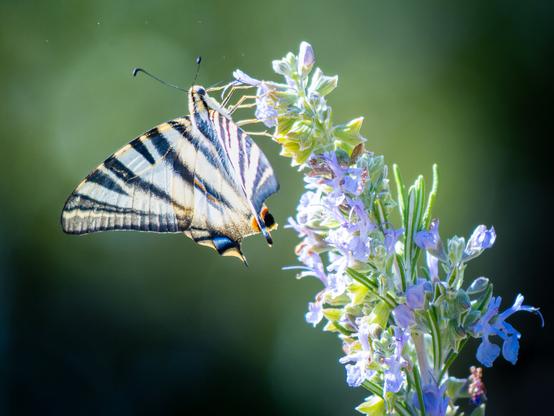 𝗣𝗶𝗰𝘁𝘂𝗿𝗲 𝗗𝗲𝘀𝗰𝗿𝗶𝗽𝘁𝗶𝗼𝗻 (𝗘𝗻𝗴): Southern Scarce Swallowtail nectaring from rosemary flowers, its wings seen in profile against a blurred green background. This specimen has lost the swallowtail-shaped wing extensions (which give it its name in English).

𝗗𝗲𝘀𝗰𝗿𝗶𝗽𝗰𝗶𝗼́𝗻 (𝗘𝘀𝗽): Mariposa Chupaleches libando el néctar de las flores de romero, con las alas vistas de perfil sobre un fondo verde difuminado. Este ejemplar ha perdido las prolongaciones de las alas en forma de cola de golondrina (que le dan nombre en inglés).


Cámara Panasonic Lumix G90
Objetivo Panasonic 14-140 f3.5-5.6 II + Anillos de extensión 10mm y 16mm
Datos Exif:  Modo Manual, ƒ5.6, 1/250s, ISO 200, 600mm equivalente
