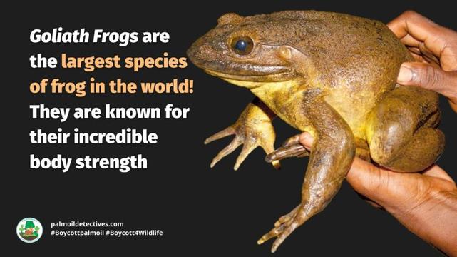 Goliath Frog Conraua goliath