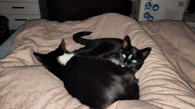 Foto van twee katten die tegen elkaar aan op bed liggen, gezien door de ogen van de persoon die in dat zelfde bed ligt.