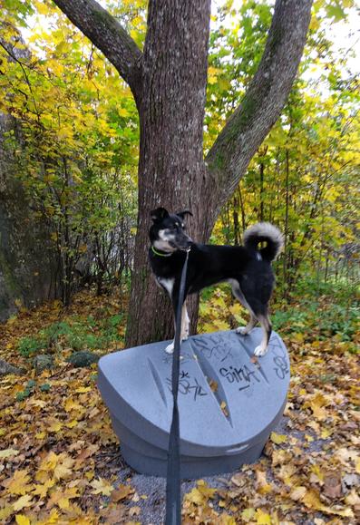 Koira on hypännyt seisomaan harmaan hiekoitushiekka-astian päälle. Takanaan suuren puun runko ja paaaljon pienempiä keltalehtisiä puita, maassa ruskaisia lehtiä.