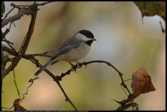 A Carolina Chickadee (Poecile carolinensis) was standing on a wild grape vine in Norman, Oklahoma, United States on September 29, 2025. The bird was in the shade and backlit.