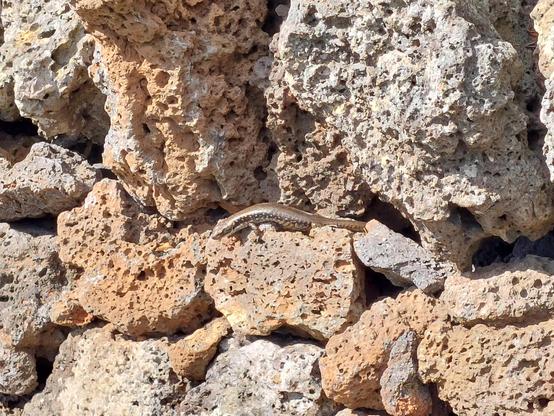 Small bown lizard lying on volcanic rocks in the sun