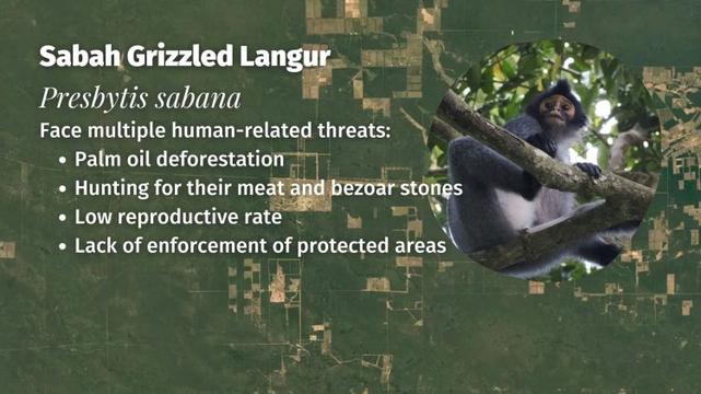 Saban Grizzled Langur Presbytis sabana threats