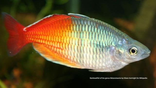 Forest Rainbowfish Melanotaenia sylvatica