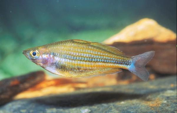 Forest Rainbowfish