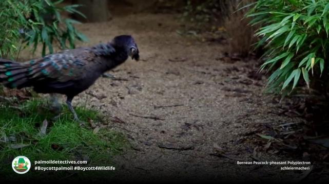 Bornean Peacock-pheasant Polyplectron schleiermacheri
