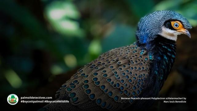 Bornean Peacock-pheasant Polyplectron schleiermacheri