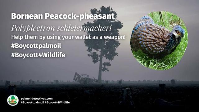 Bornean Peacock-pheasant Polyplectron schleiermacheri