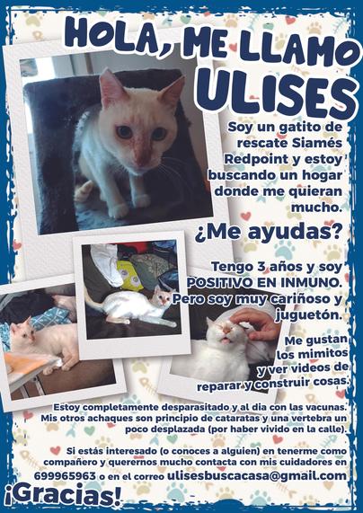 Cartel para ayudar a encontrarle casa a Ulises, el siamés Redpoint más mono y juguetón de España. En el cartel hay 4 fotos del bichín (una saliendo de una caja, otra viendo la tele, una tercera mirando con atención a un juguete fuera de cámara y recibiendo mimos en la última), en el texto del cartel se lee:
""Hola, me llamo Ulises. Soy un gatito de rescate Siamés Redpoing y estoy buscando un hogar donde me quieran mucho. ¿Me ayudas? Tengo 3 años y soy POSITIVO EN INMUNO. Pero soy muy cariñoso y juguetón. Me gustan los mimitos y ver vídeos de reparar y construir cosas. Estoy completamente desparasitado y al día con las vacunas. Mis otros achaques son principio de cataratas y una vertebra un poco desplazada (por haber vivido en la calle). Si estás interesado (o conoces a alguien) en tenerme como compañeros y querenos mucho contacta con mis cuidadores en 699965963 o en el correo ulisesbuscacasa@gmail.com ¡Gracias!"