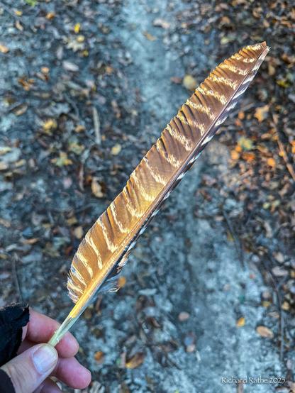 Wild Turnkey Flight Feather