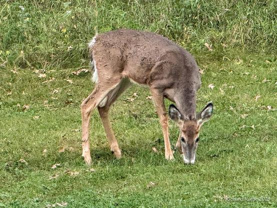Young White-Tailed Deer Buck