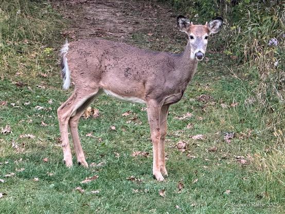 Young White-Tailed Deer Buck