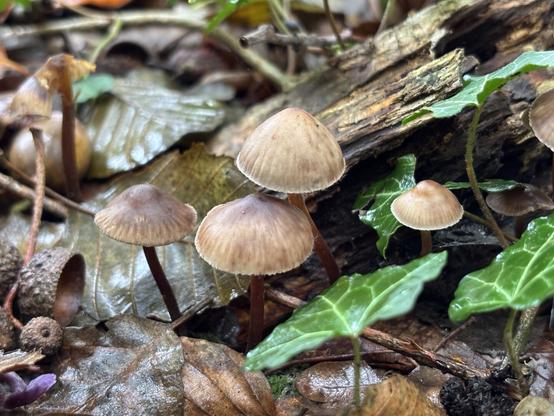 Small fungi near a dead piece of wood