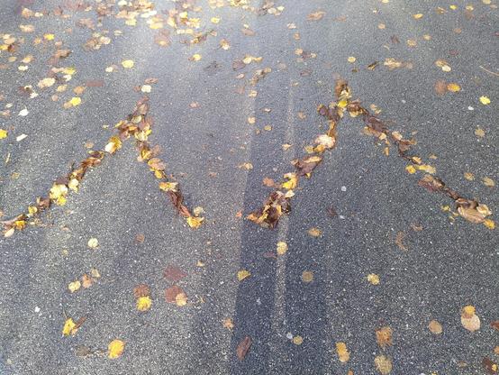 Bladar bregna på asfalt. Teiknet for samhald.