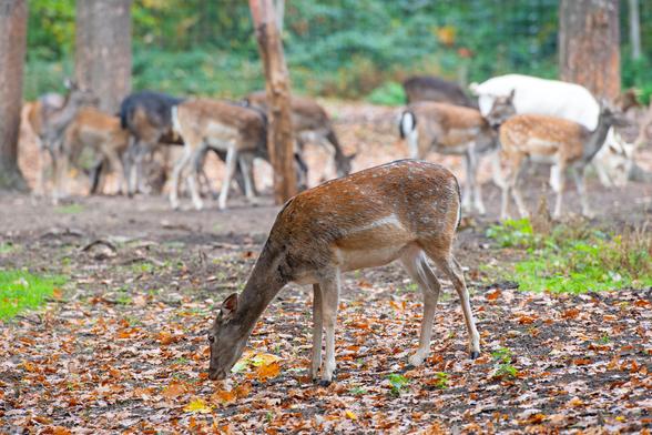 Reh grast im Vordergrund auf herbstlichen Waldboden, während im Hintergrund eine Gruppe von Rehen und einem weißen Hirsch erkennbar ist.