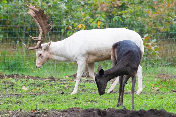 Ein weißer Hirsch mit imposanten Geweih steht neben einem schwarzen Hirsch in einem grünen, umzäunten Gebiet.